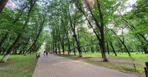 Брукована алея серед високих дерев у парку з пішоходами